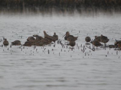 DSCN0121c LB Dowitcher Willowhaven Area Kankakee Co IL 4-30-2017