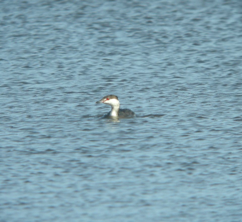 DSCN9485c Horned Grebe Whispering Willows Bourbonnais IL 2-14-2017
