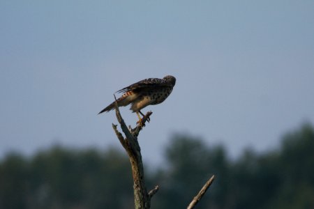 DSCN8808c Red-shouldered Hawk LaSalle FWA IN 8-1-2017