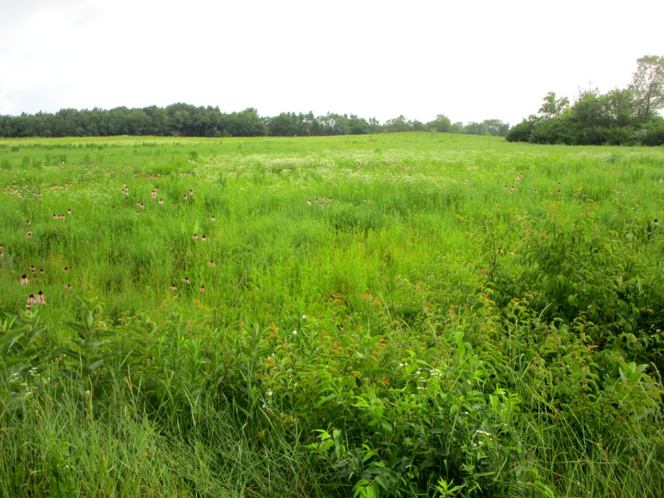 IMG 2951c Perry Farm Prairie Bourbonnais IL 6-20-2017