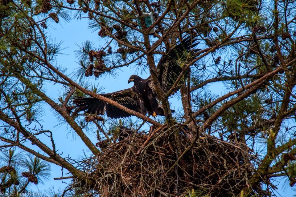 Berry College Eagles 2015