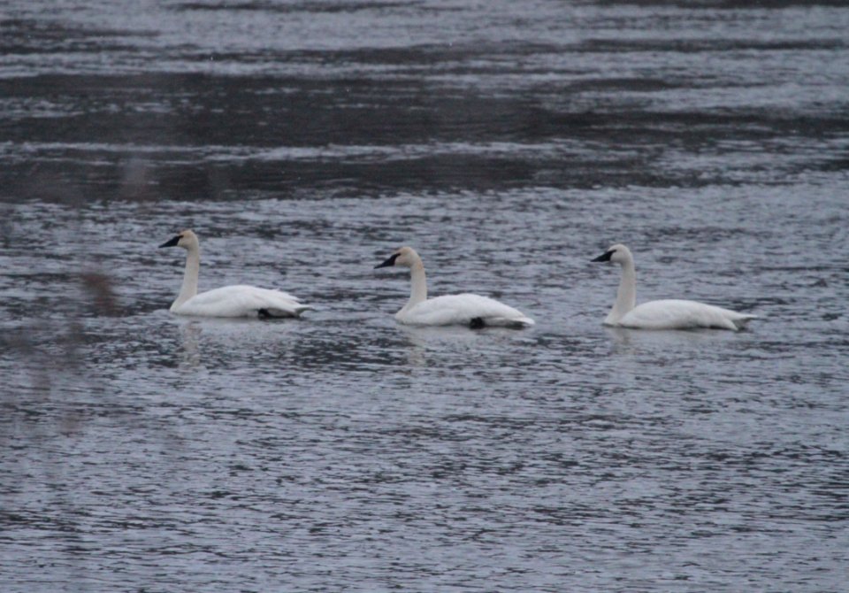 IMG 2852c Trumpeter Swan LeVasseur Park-Perry Farm Kankakee IL 12-17-2016