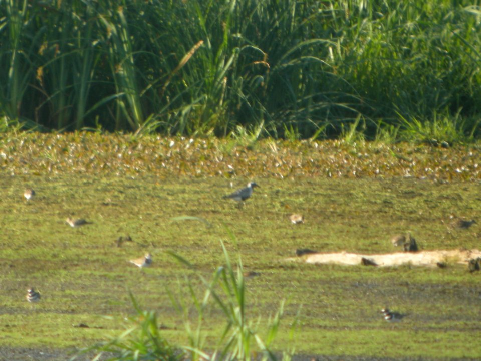DSCN8834c Black-bellied Plover LaSalle FWA IN 8-9-2017