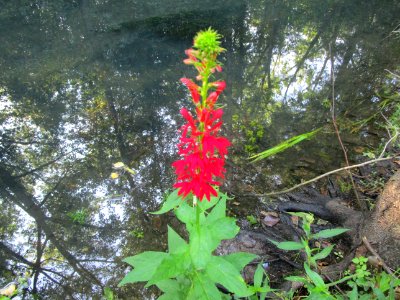 IMG 3052c Cardinal Flower LaSalle FWA IN 8-5-2017