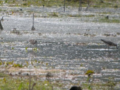 DSCN8964c Stilt Sandpiper (juv) LaSalle FWA-IN 8-18-2017