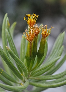 Kenya yellow succulent photo