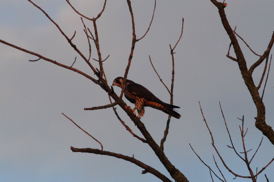 IMG 0200c Peregrine Falcon LaSalle FWA IN 8-10-2017