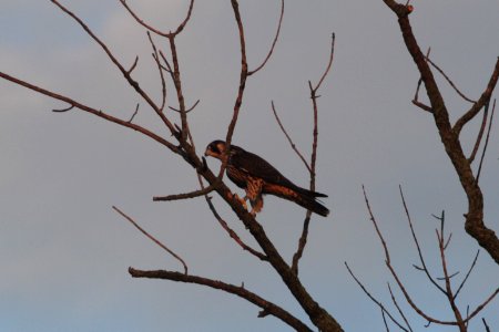 IMG 0200c Peregrine Falcon LaSalle FWA IN 8-10-2017