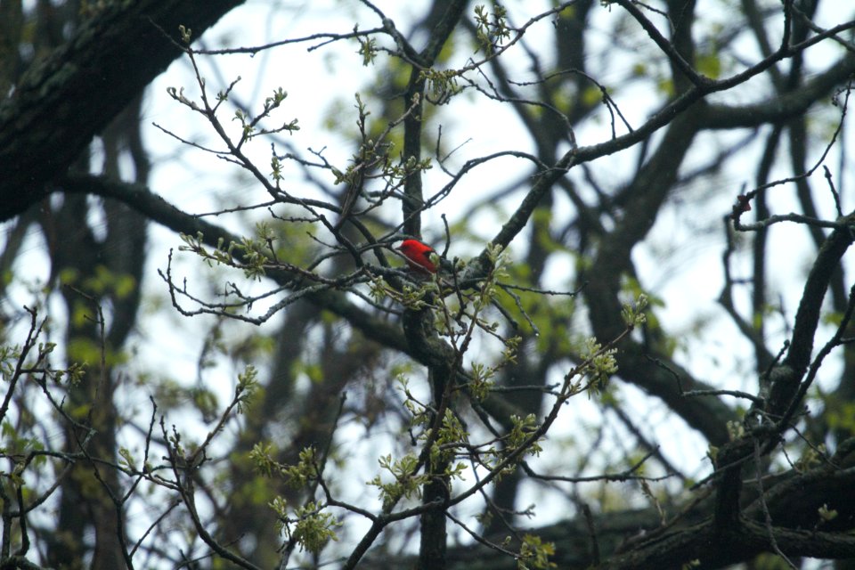 IMG 6286c Scarlet Tanager Kankakee River SP (Kankakee Co) IL 4-30-2017