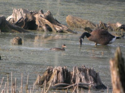 DSCN8714c Hooded Merganser LaSalle FWA IN 7-14-2017