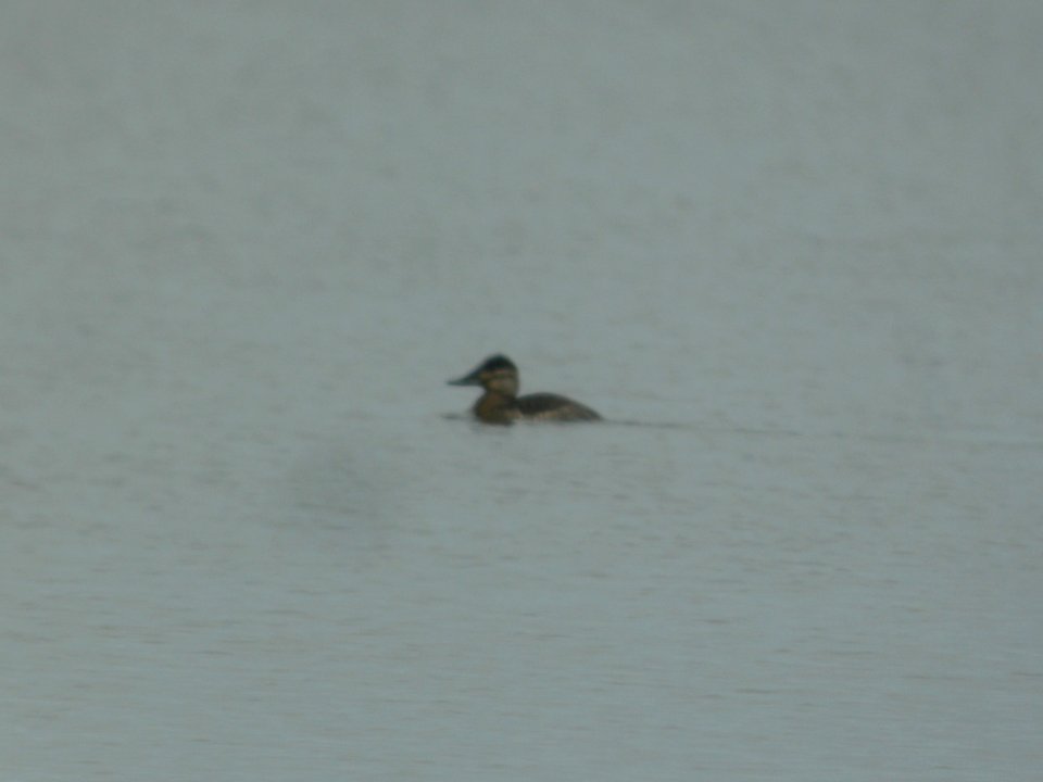 DSCN0253c Ruddy Duck Willowhaven Area Kankakee Co IL 5-8-2017