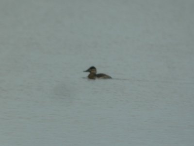DSCN0253c Ruddy Duck Willowhaven Area Kankakee Co IL 5-8-2017