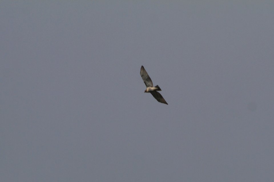 IMG 0287c Red-tailed Hawk LeVasseur Park Kankakee IL 8-17-2017