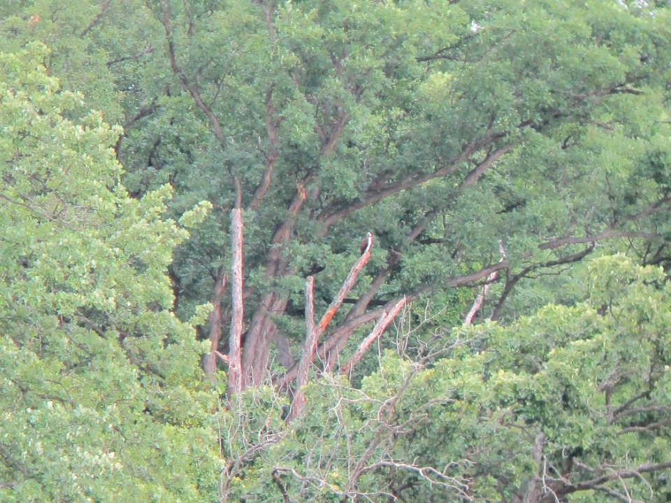 IMG 2992c Osprey Metro-Sewer Kankakee IL 6-28-2017