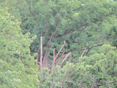 IMG 2992c Osprey Metro-Sewer Kankakee IL 6-28-2017