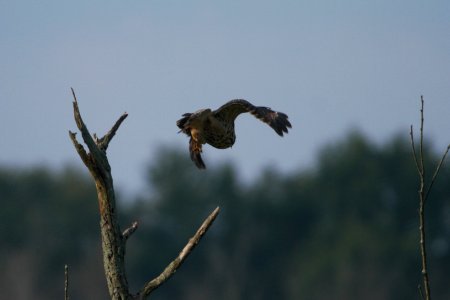 DSCN8809c Red-shouldered Hawk LaSalle FWA IN 8-1-2017
