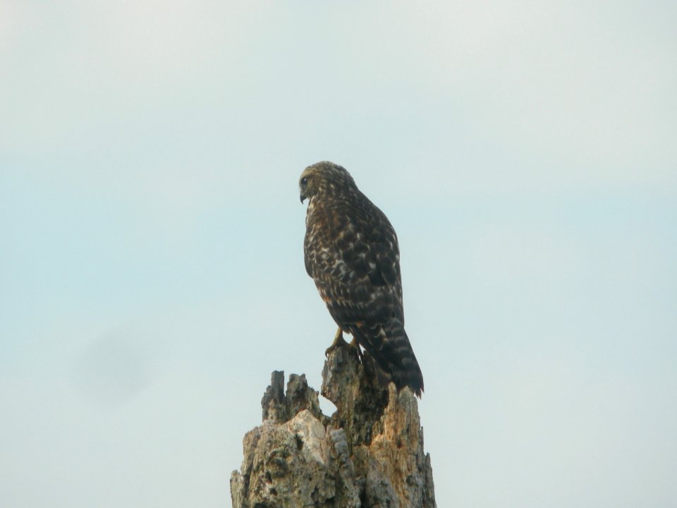 DSCN8806c Red-shouldered Hawk LaSalle FWA IN 8-1-2017