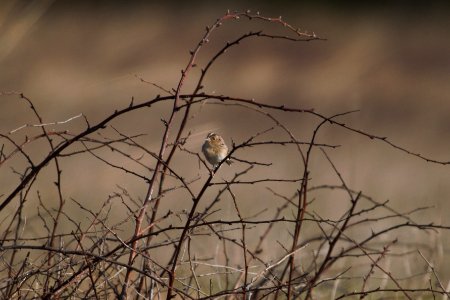 IMG 5665c Grasshopper Sparrow Pembroke Savannah Kankakee Co IL 10-11-2017