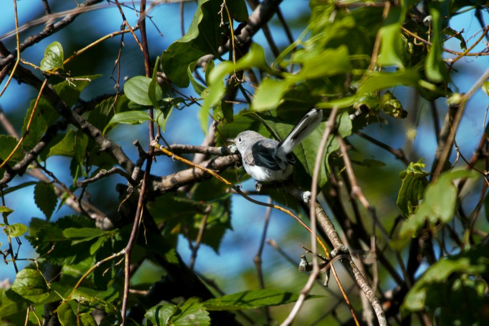 IMG 8686c Blue-gray Gnatcatcher LaSalle FWA IN 7-30-2017