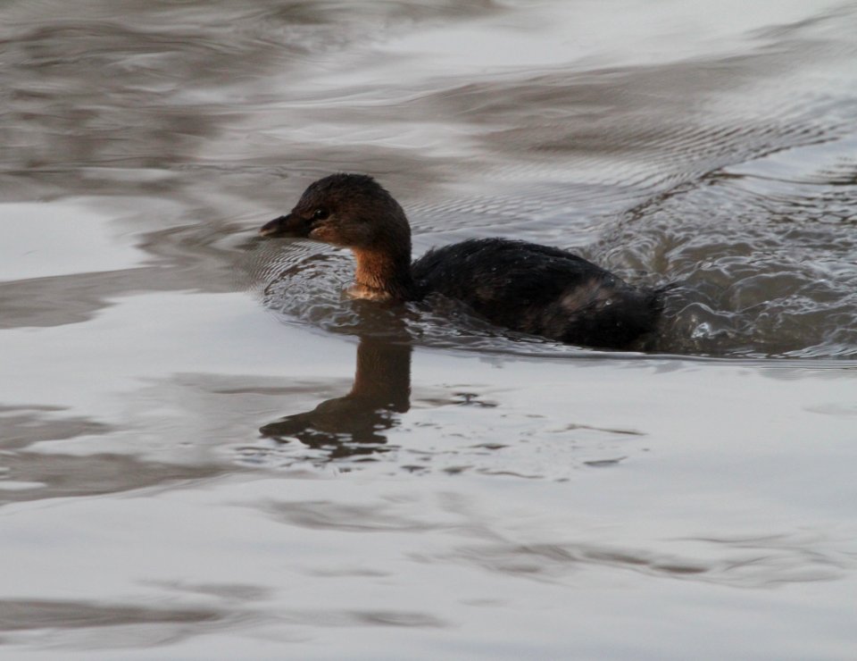 IMG 3521c Pied-billed Grebe Perry Farm Park Bourbonnais IL 1-13-2017