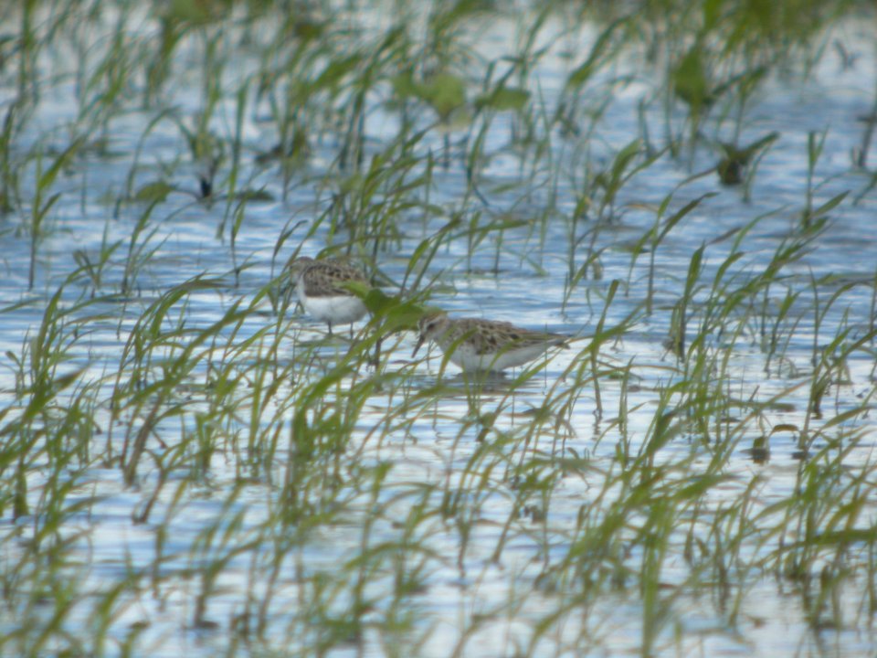 DSCN8554c Semipalmated Sandpiper Willowhaven Area Kankakee Co IL 6-19-2017