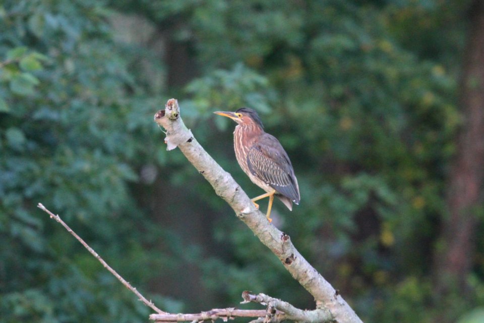IMG 8770c Green Heron LaSalle FWA IN 8-1-2017