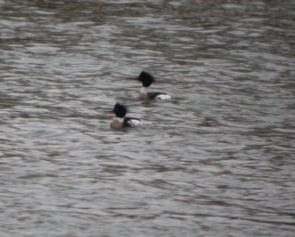 DSCN9738c RB Merganser Dam Kankakee IL 3-18-2017