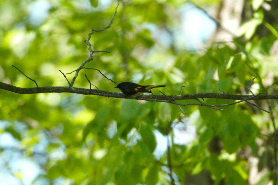 IMG 6792c American Redstart LaSalle FWA IN 5-13-2017
