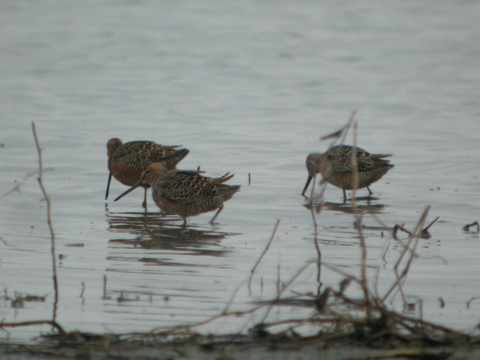 DSCN0104c LB Dowitcher Willowhaven Area Kankakee Co IL 4-30-2017