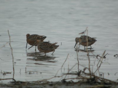 DSCN0104c LB Dowitcher Willowhaven Area Kankakee Co IL 4-30-2017
