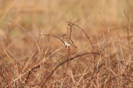 IMG 5605c Grasshopper Sparrow Pembroke Savannah Kankakee Co IL 10-11-2017