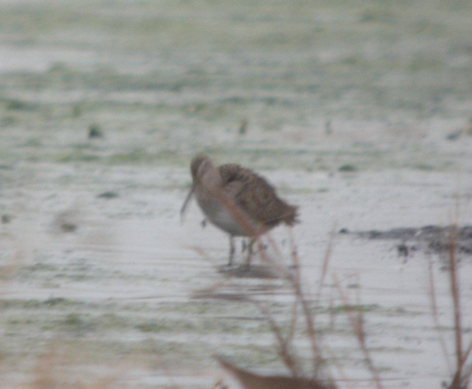 DSCN9161c LB Dowitcher Whispering Willows Area Kankakee Co IL 11-8-2016