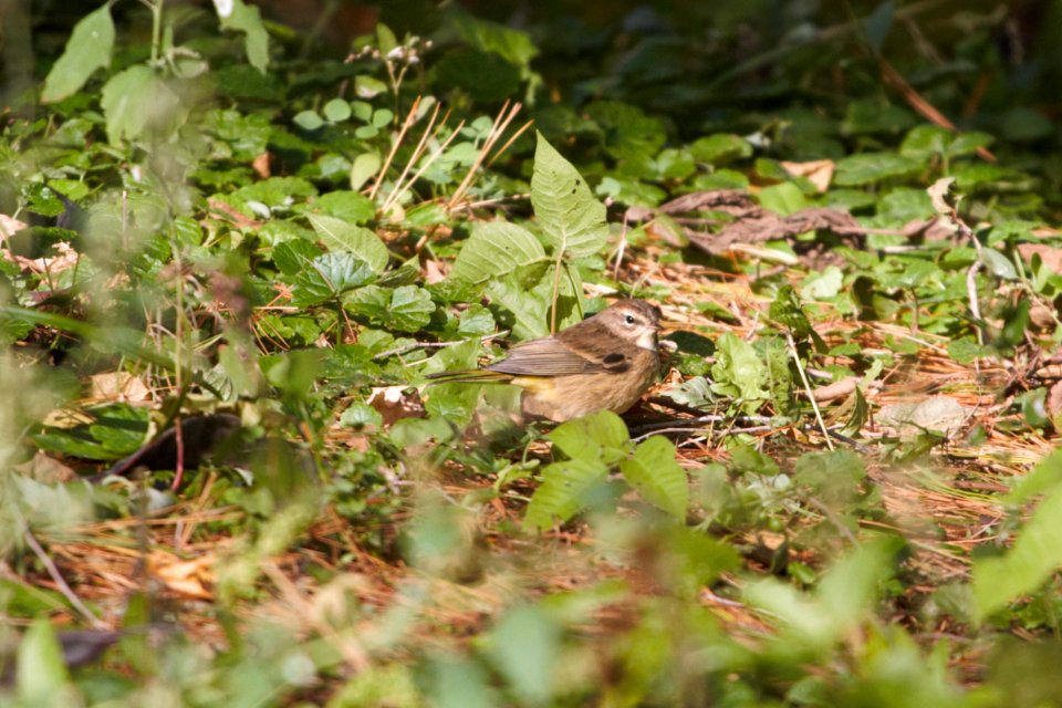 IMG 2684c Palm Warbler Dam Kankakee IL 10-22-2018