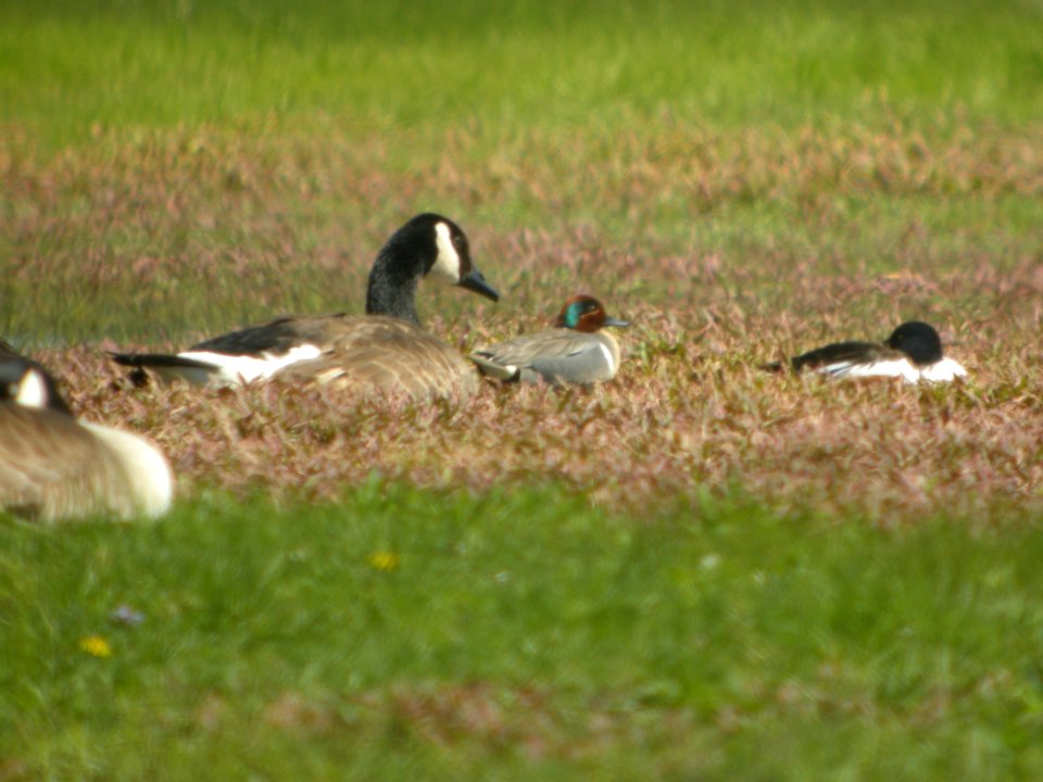DSCN0144c Green-winged Teal Willowhaven Area Kankakee Co IL 5-6-2017