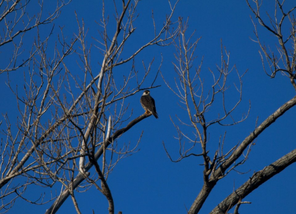 IMG 3413c Peregrine Falcon Braidwood Lake IL 01-01-2017