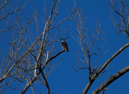 IMG 3413c Peregrine Falcon Braidwood Lake IL 01-01-2017