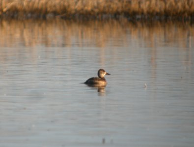 DSCN9689c Ruddy Duck Whispering Willows Area Kankakee Co IL 3-09-2017