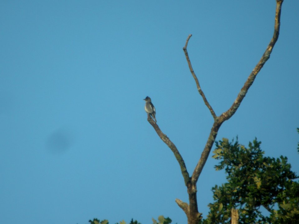 DSCN9063c Olive-sided Flycatcher LeVasseur Park Kankakee IL 8-23-2017