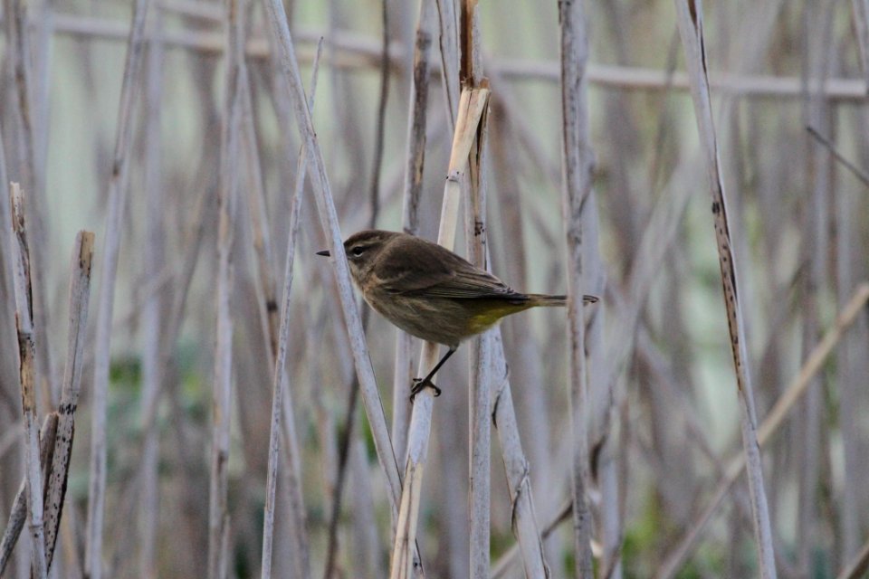 IMG 2119c Palm Warbler Willow Slough FWA IN 9-28-2018