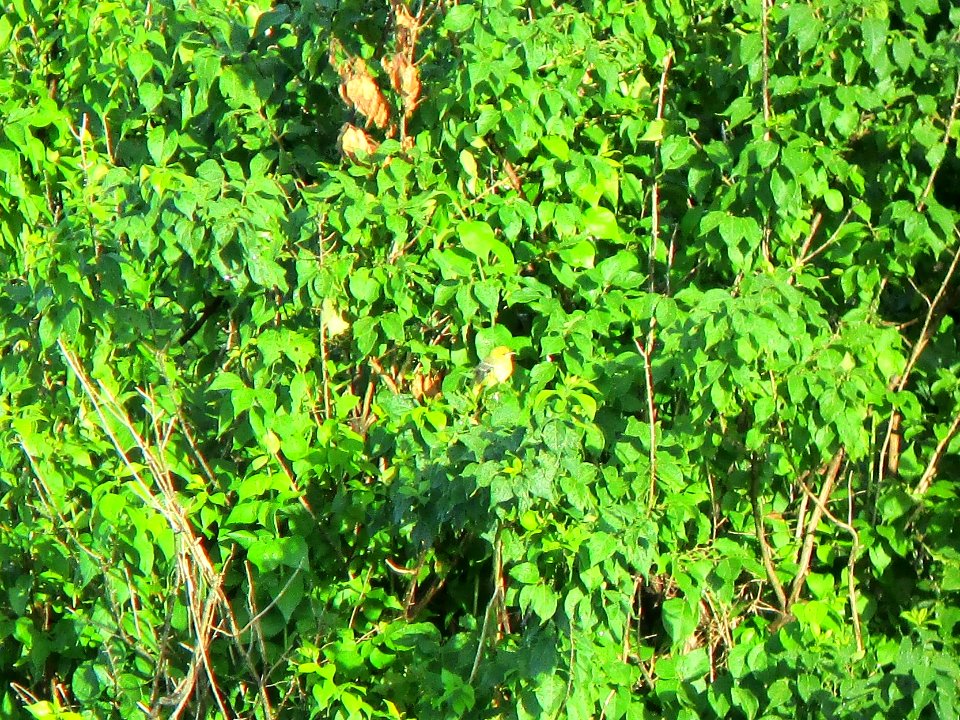 IMG 2954c Orchard Oriole Perry Farm Bourbonnais IL 6-20-2017