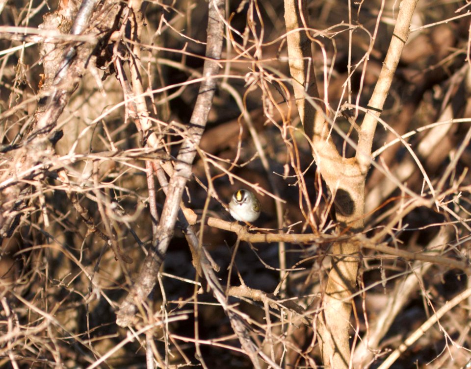 IMG 4118c Golden-crowned Kinglet LeVasseur Park - Perry Farm Kankakee IL 2-15-2017