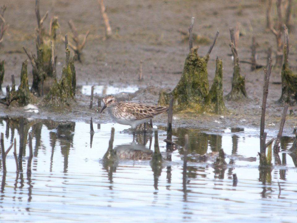 DSCN8296c Semipalmated Sandpiper Willowhaven Area Kankakee Co IL 6-1-2017