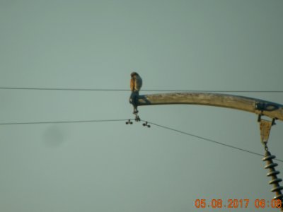 DSCN0242c Probable Red-shouldered Hawk Dam Kankakee IL 5-8-2017