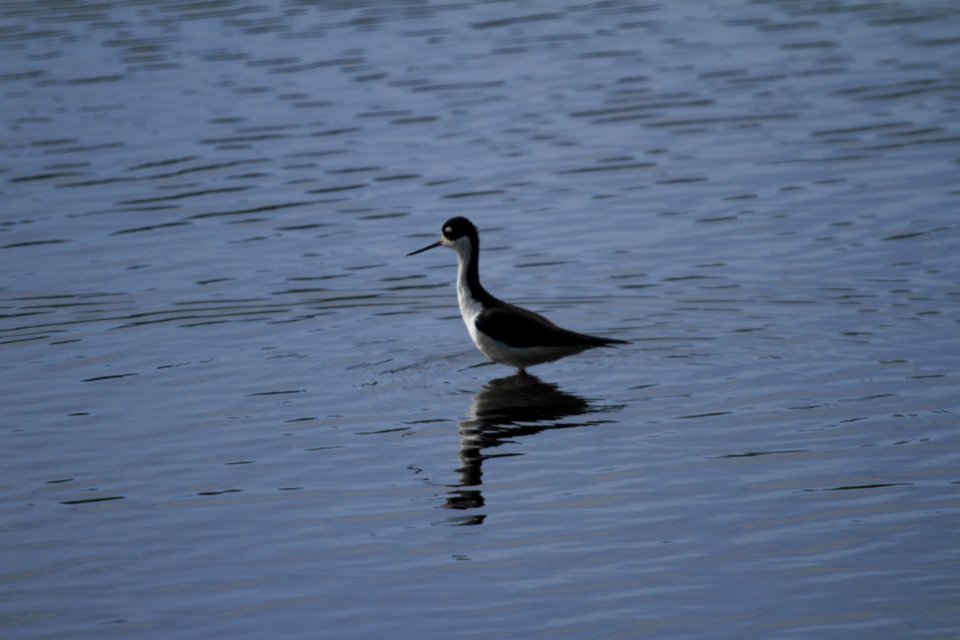 IMG 6112c Black-necked Stilt Aroma Park IL 4-21-2017