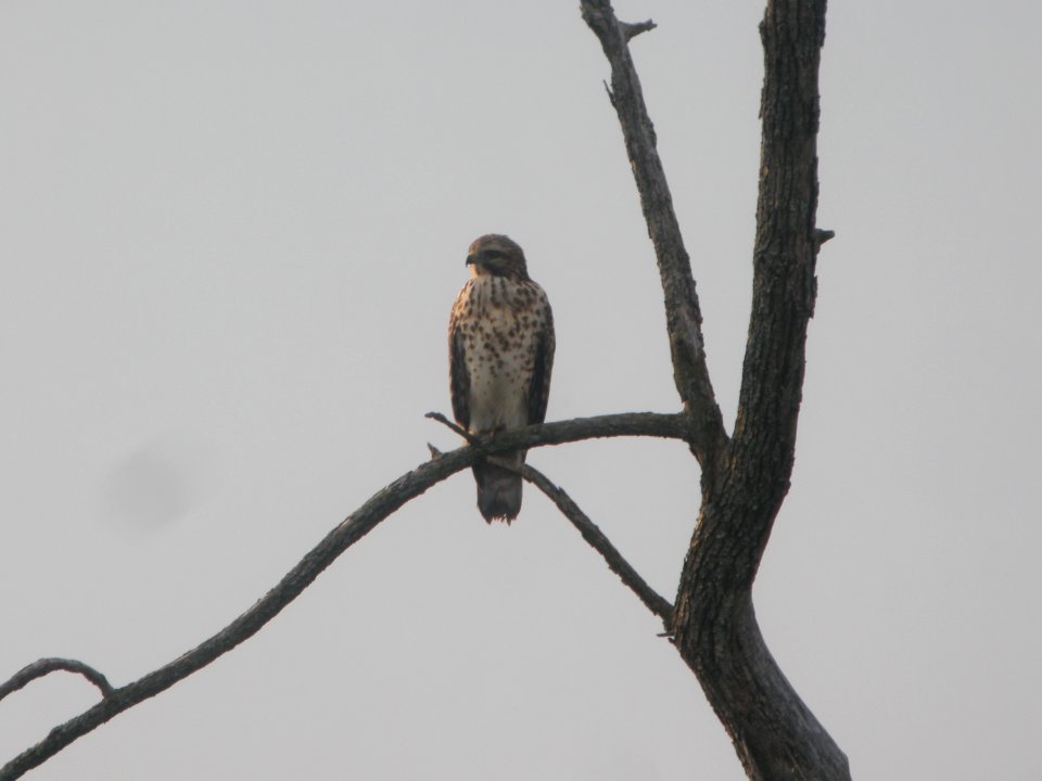 DSCN8799c Red-shouldered Hawk LaSalle FWA IN 8-1-2017