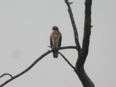 DSCN8799c Red-shouldered Hawk LaSalle FWA IN 8-1-2017
