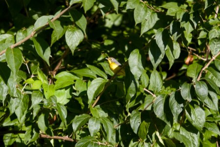 IMG 0450c Canada Warbler (imm) LeVasseur Park Kankakee IL 8-23-2017