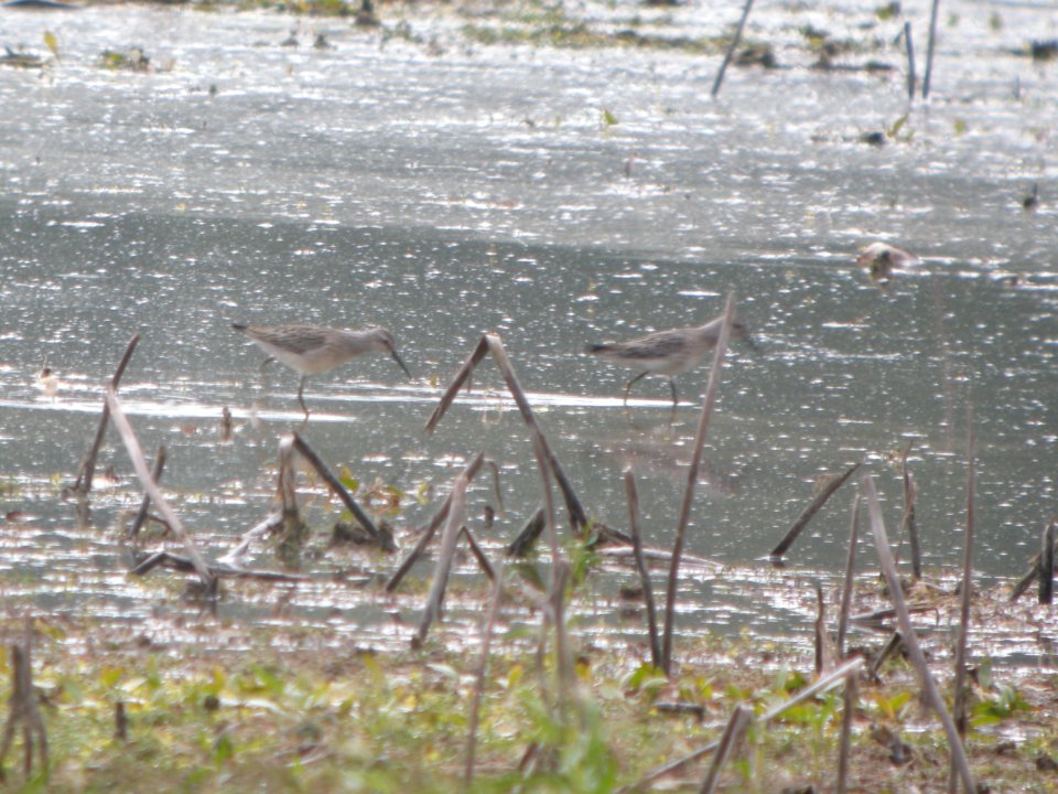 DSCN8970c Stilt Sandpiper (juv) LaSalle FWA-IN 8-18-2017