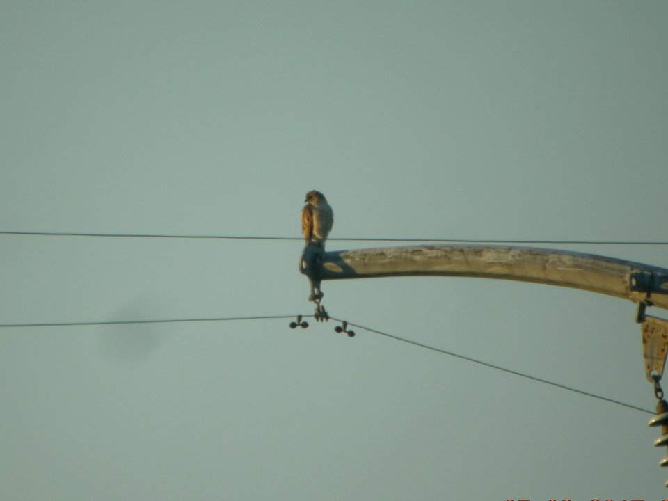DSCN0241c Probable Red-shouldered Hawk Dam Kankakee IL 5-8-2017