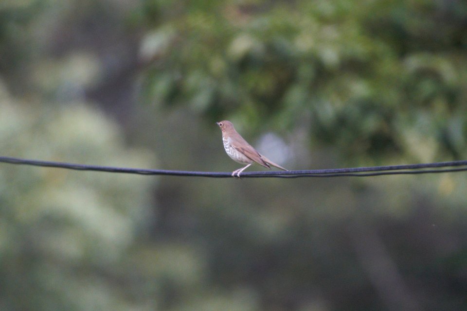 IMG 1514c Swainson's Thrush Hse Kankakee IL 9-12-2017